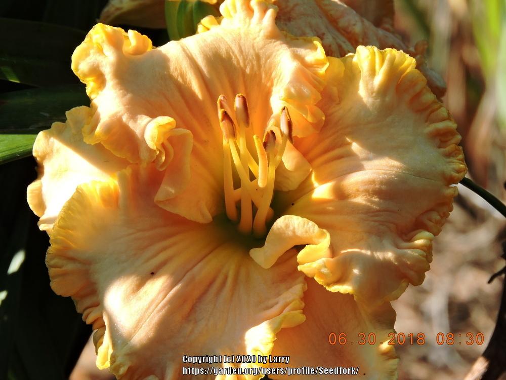 Photo of Daylily (Hemerocallis 'American Freedom') uploaded by Seedfork