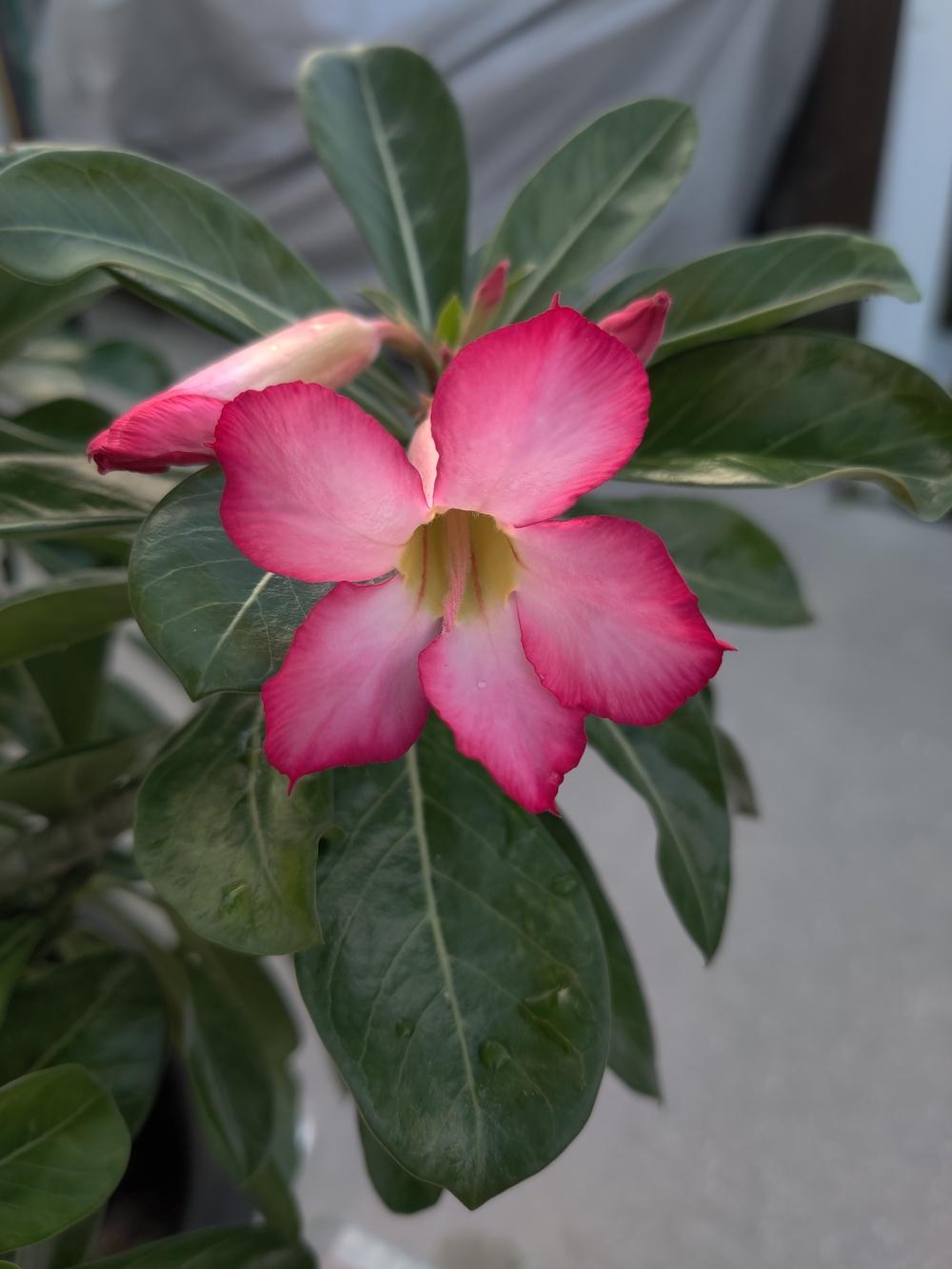 Photo of Desert Rose (Adenium obesum) uploaded by SenseiWu