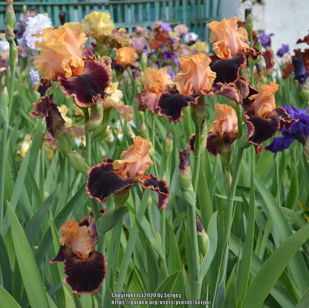 Photo of Tall Bearded Iris (Iris 'Glamour Pants') uploaded by Serjio