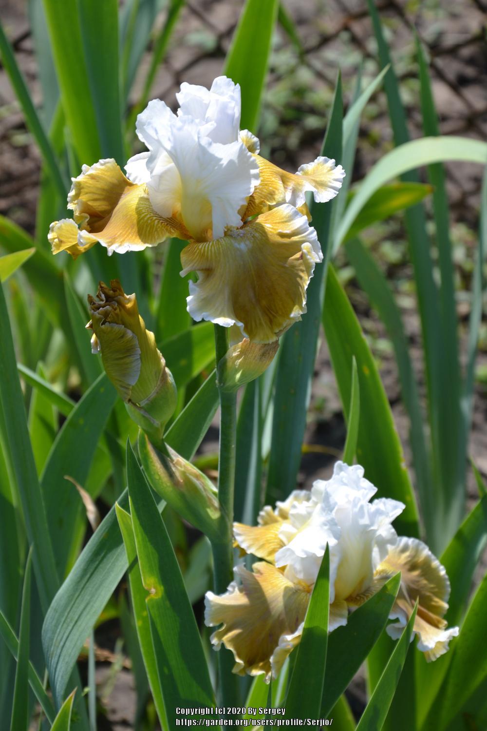 Photo of Tall Bearded Iris (Iris 'Going Green') uploaded by Serjio