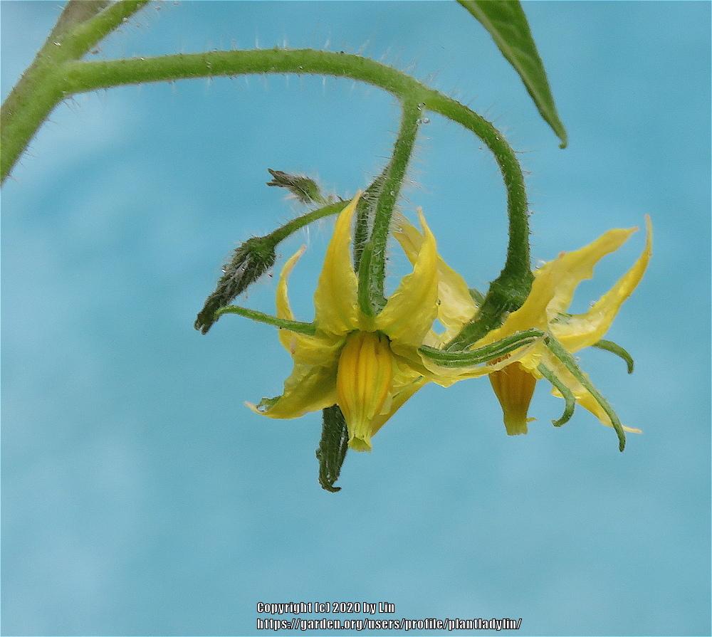 Photo of Tomato (Solanum lycopersicum 'Beefsteak') uploaded by plantladylin