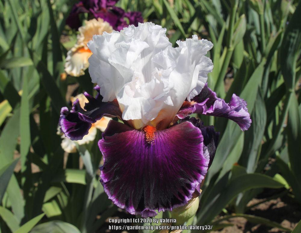 Photo of Tall Bearded Iris (Iris 'Applause Line') uploaded by Valery33