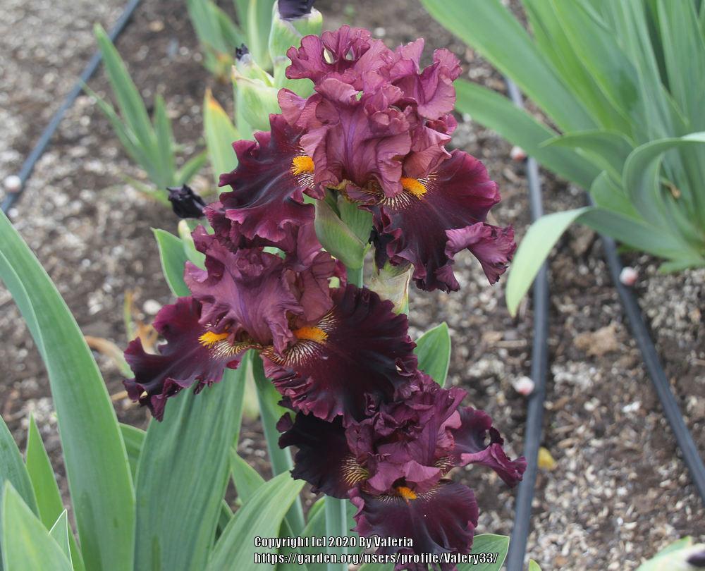 Photo of Tall Bearded Iris (Iris 'Buccaneer's Prize') uploaded by Valery33