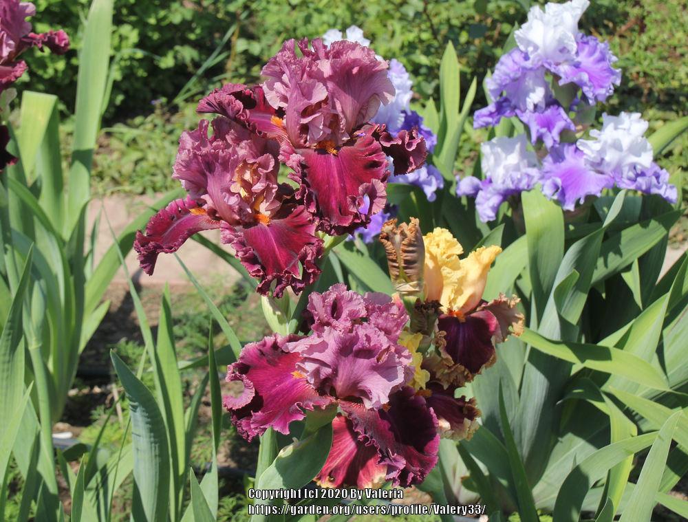 Photo of Tall Bearded Iris (Iris 'Rarer than Rubies') uploaded by Valery33