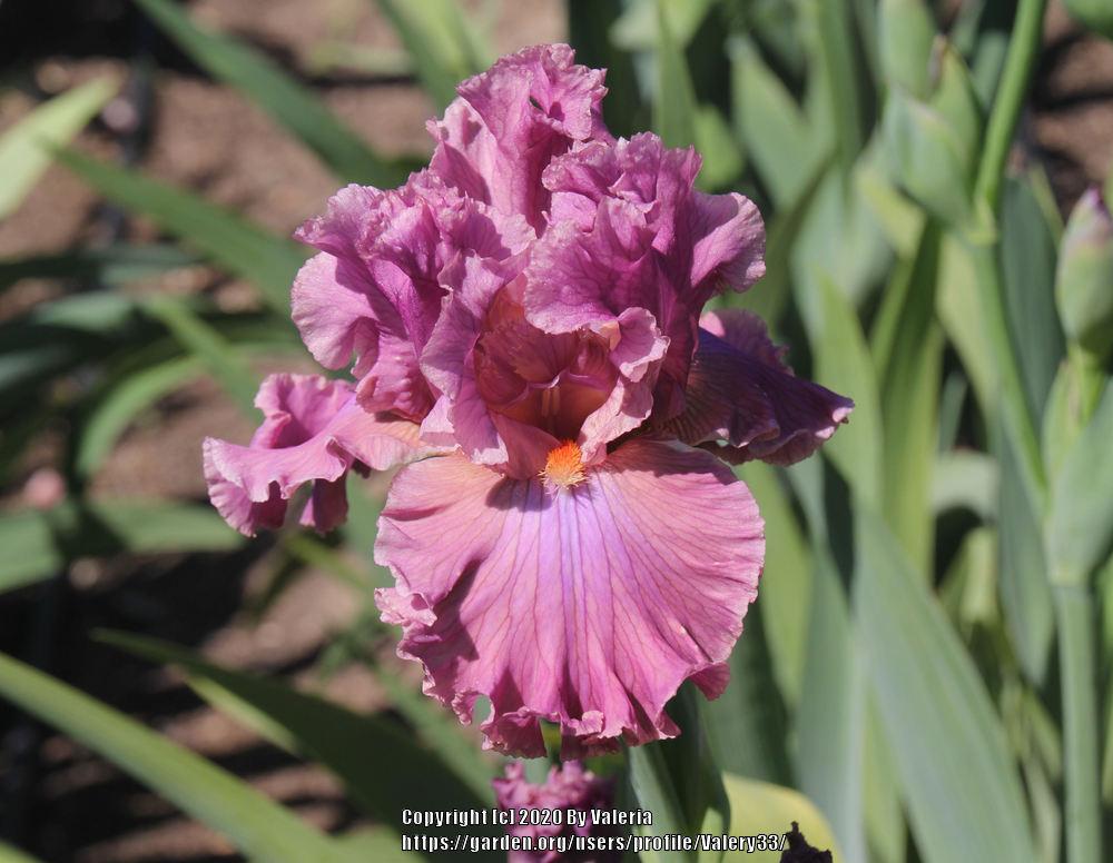 Photo of Tall Bearded Iris (Iris 'Eye for Style') uploaded by Valery33