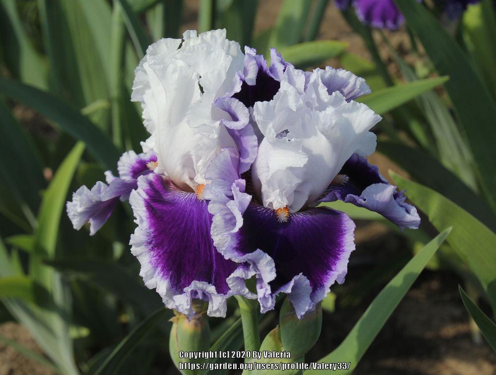 Photo of Tall Bearded Iris (Iris 'Bravery') uploaded by Valery33