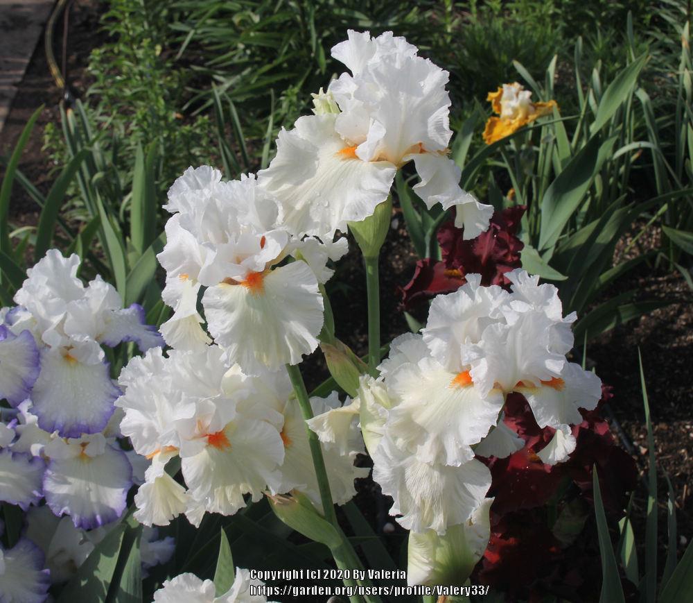 Photo of Tall Bearded Iris (Iris 'Lark Ascending') uploaded by Valery33