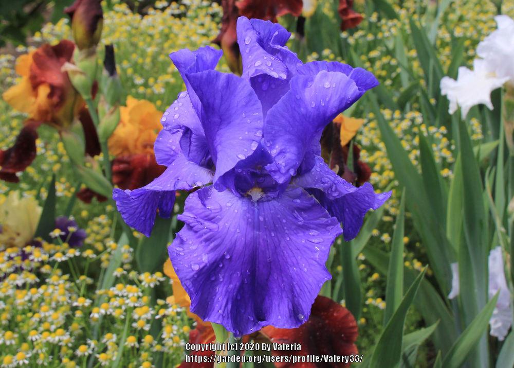 Photo of Tall Bearded Iris (Iris 'Shipshape') uploaded by Valery33