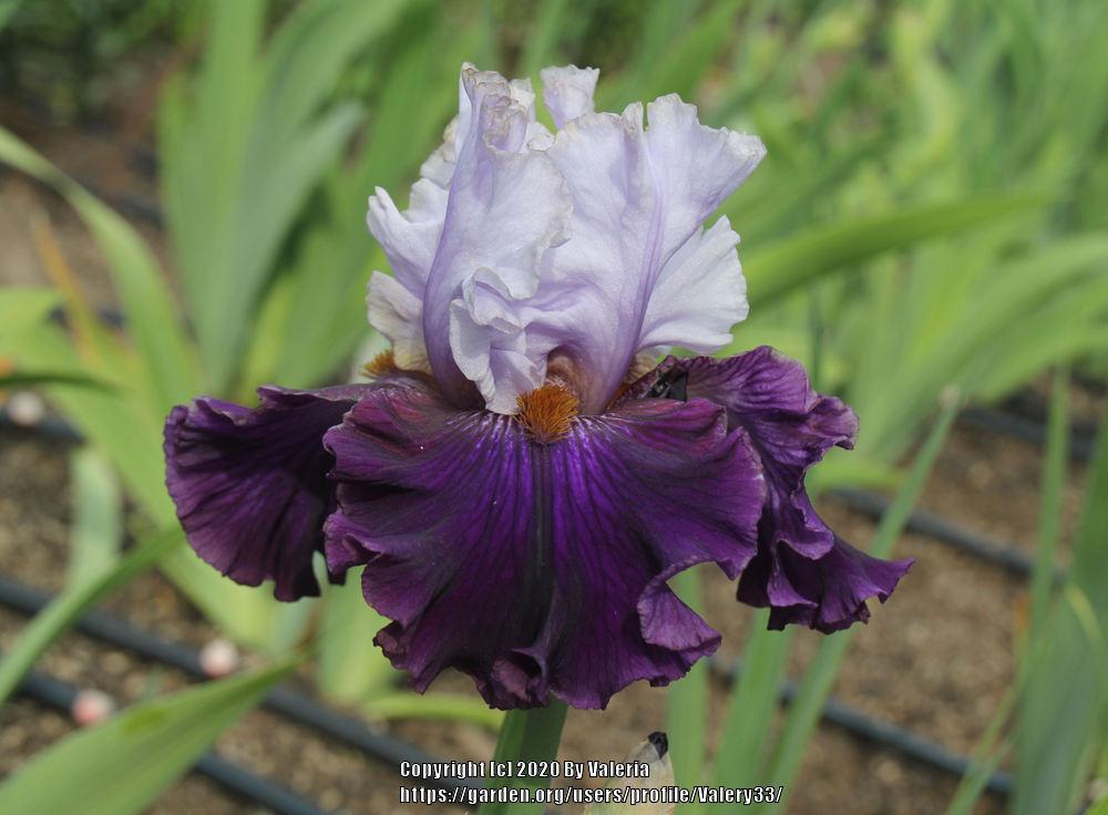 Photo of Tall Bearded Iris (Iris 'Edge of the World') uploaded by Valery33