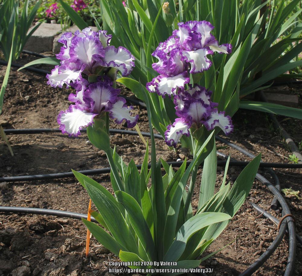 Photo of Tall Bearded Iris (Iris 'Barbara May') uploaded by Valery33