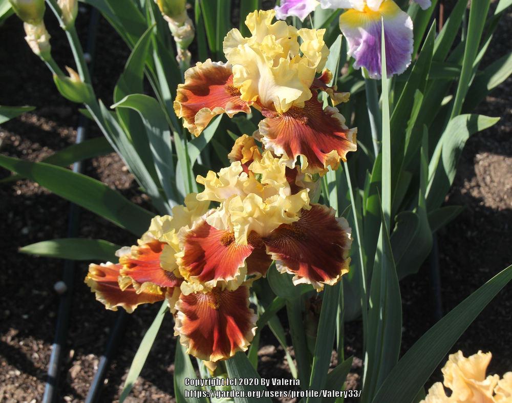 Photo of Tall Bearded Iris (Iris 'Seasons in the Sun') uploaded by Valery33