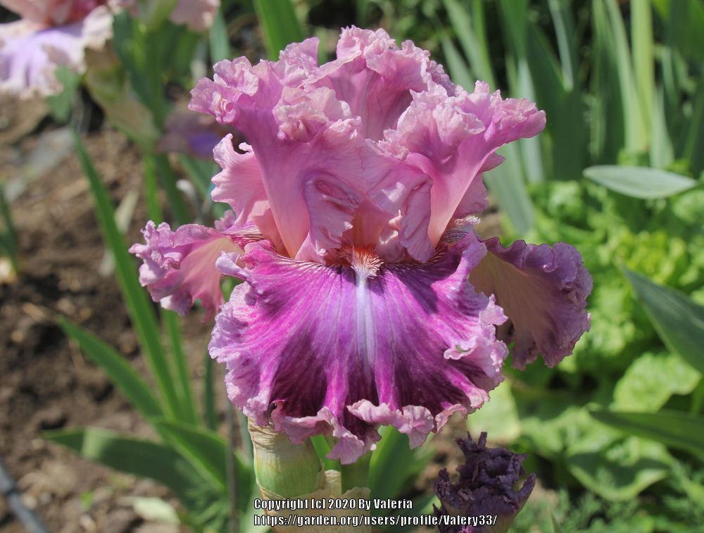 Photo of Tall Bearded Iris (Iris 'Just Witchery') uploaded by Valery33