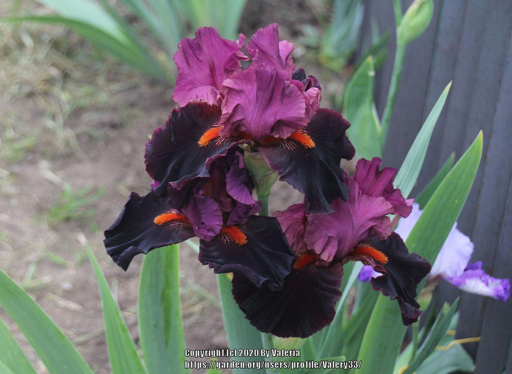Photo of Tall Bearded Iris (Iris 'Fiery Temper') uploaded by Valery33