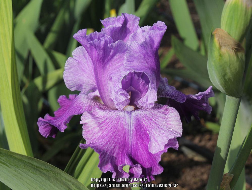 Photo of Tall Bearded Iris (Iris 'Psychic') uploaded by Valery33