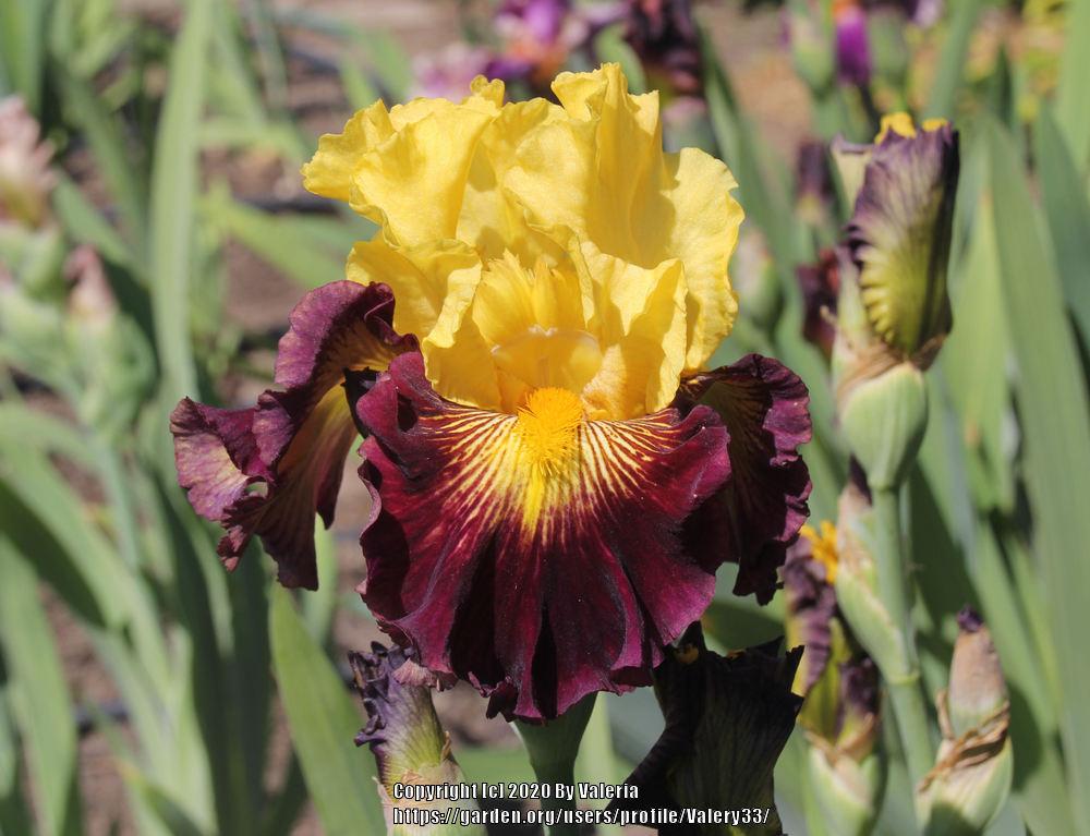 Photo of Tall Bearded Iris (Iris 'Pirate Ahoy') uploaded by Valery33