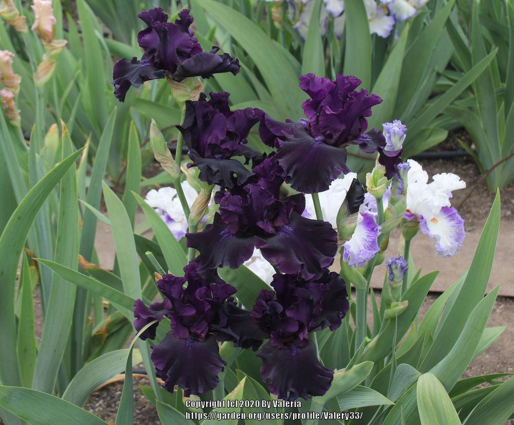 Photo of Tall Bearded Iris (Iris 'Badlands') uploaded by Valery33
