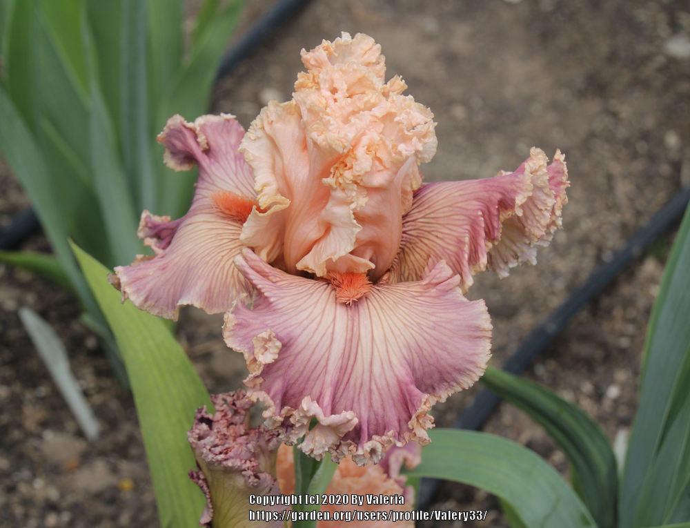 Photo of Tall Bearded Iris (Iris 'Georgette Silk') uploaded by Valery33