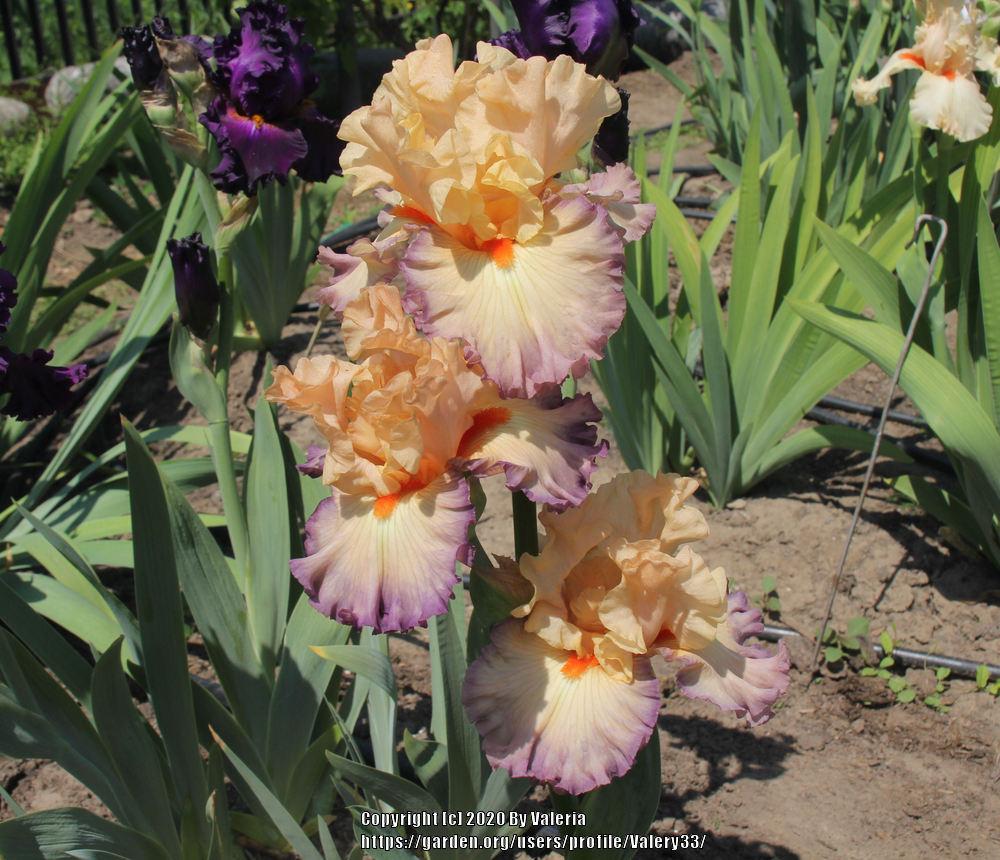 Photo of Tall Bearded Iris (Iris 'Parisian Dawn') uploaded by Valery33