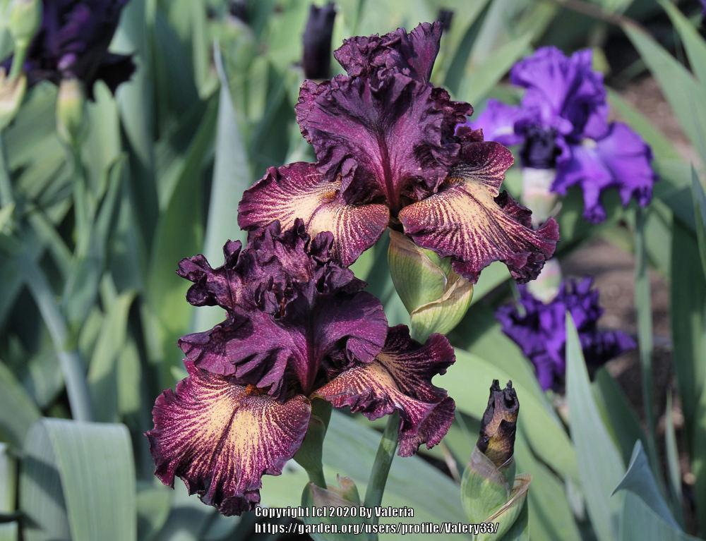 Photo of Tall Bearded Iris (Iris 'Drama Queen') uploaded by Valery33