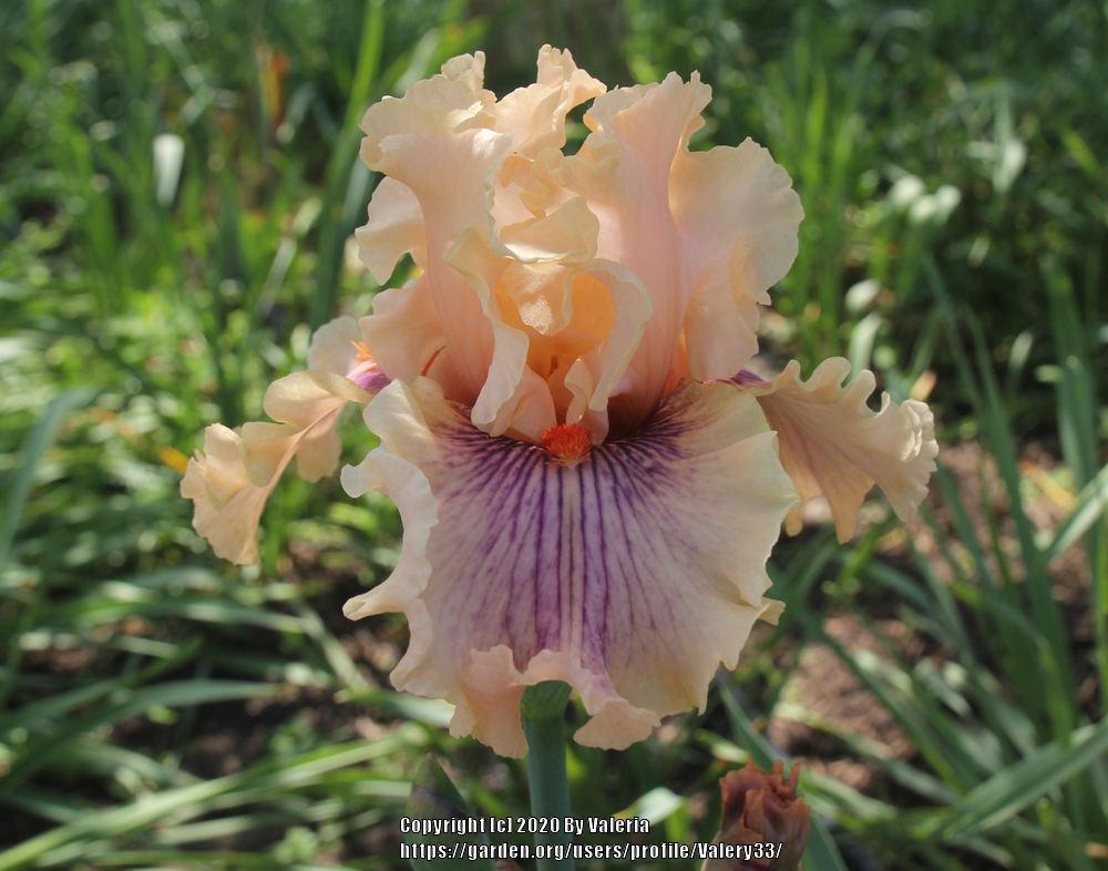 Photo of Tall Bearded Iris (Iris 'Center Line') uploaded by Valery33