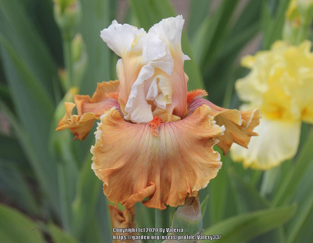 Photo of Tall Bearded Iris (Iris 'Ginger Ice') uploaded by Valery33