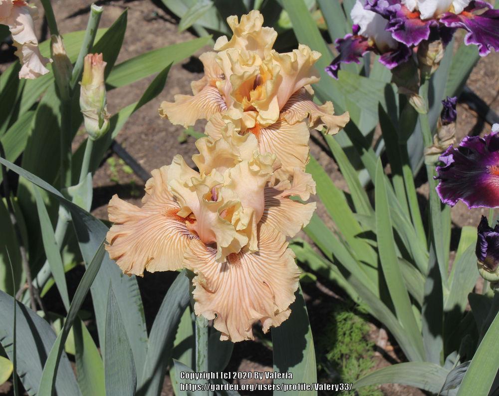 Photo of Tall Bearded Iris (Iris 'Just Crazy') uploaded by Valery33
