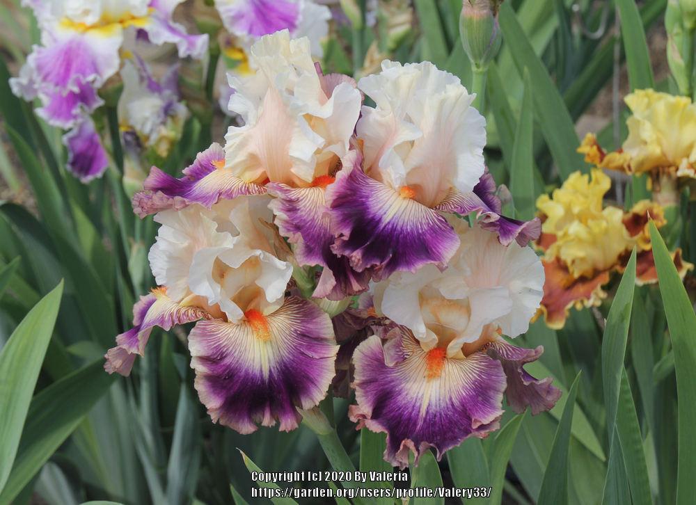 Photo of Tall Bearded Iris (Iris 'Pop Idol') uploaded by Valery33