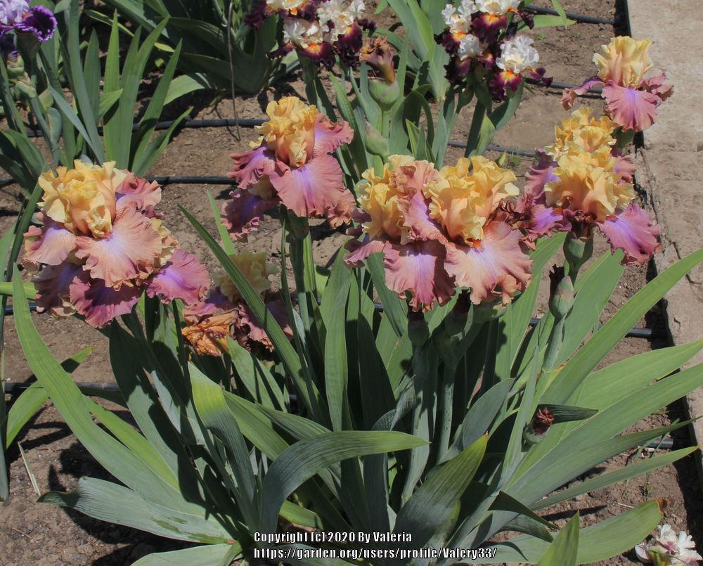 Photo of Tall Bearded Iris (Iris 'Show Your Colours') uploaded by Valery33