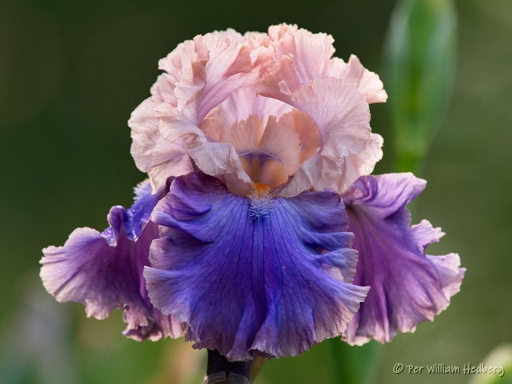 Photo of Tall Bearded Iris (Iris 'Florentine Silk') uploaded by William