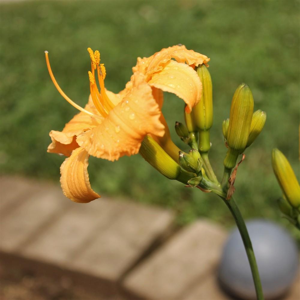 Photo of Daylily (Hemerocallis 'Apricot Sparkles') uploaded by blue23rose