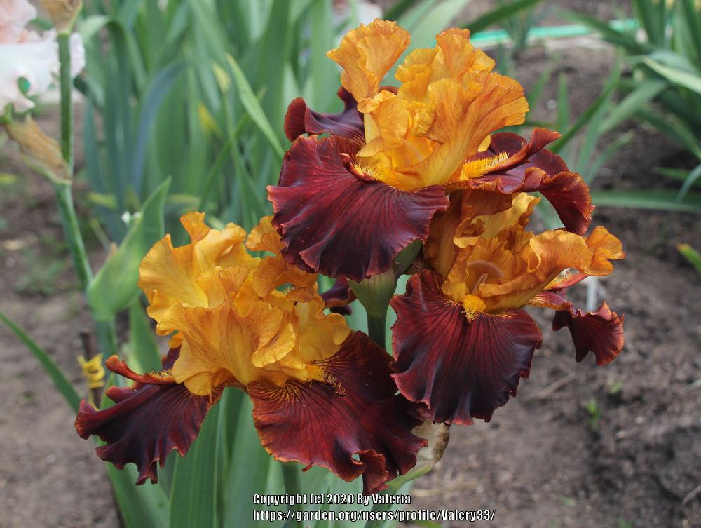 Photo of Tall Bearded Iris (Iris 'Solar Fire') uploaded by Valery33