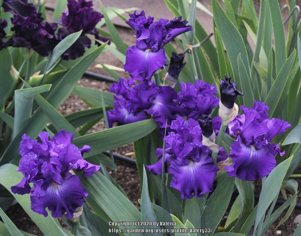 Photo of Tall Bearded Iris (Iris 'World Without End') uploaded by Valery33