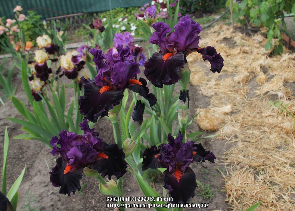 Photo of Tall Bearded Iris (Iris 'Sharp Dressed Man') uploaded by Valery33