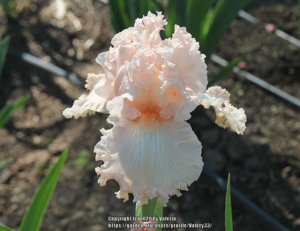 Photo of Tall Bearded Iris (Iris 'Taylor Louise') uploaded by Valery33
