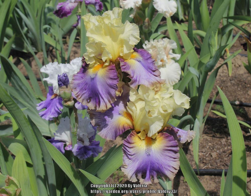 Photo of Tall Bearded Iris (Iris 'Style Traveller') uploaded by Valery33