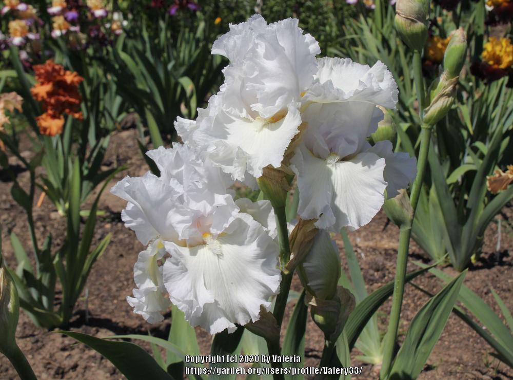 Photo of Tall Bearded Iris (Iris 'Porcelain Angel') uploaded by Valery33