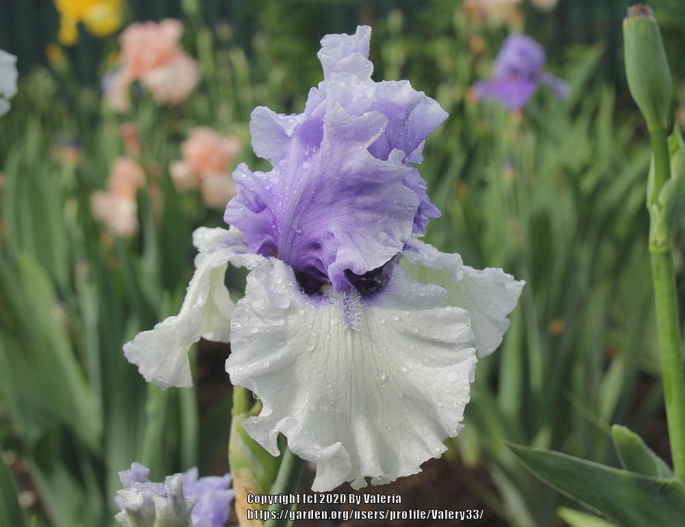 Photo of Tall Bearded Iris (Iris 'Wintry Sky') uploaded by Valery33