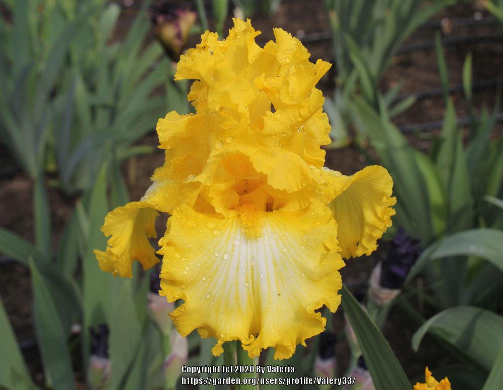 Photo of Tall Bearded Iris (Iris 'That's All Folks') uploaded by Valery33