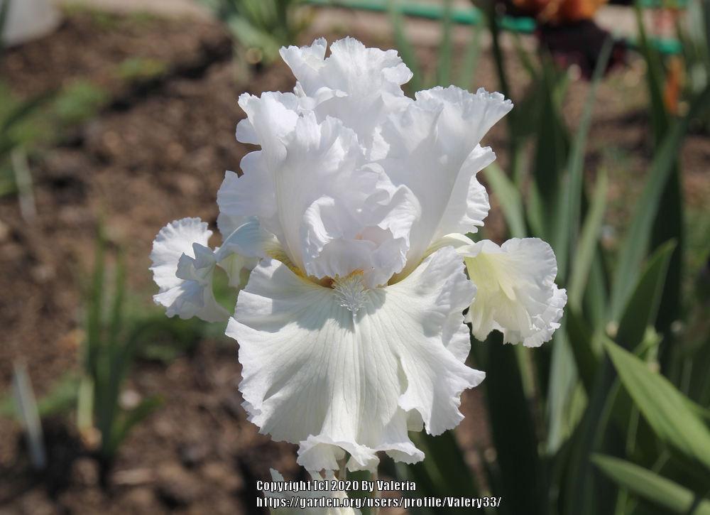 Photo of Tall Bearded Iris (Iris 'Porcelain Angel') uploaded by Valery33