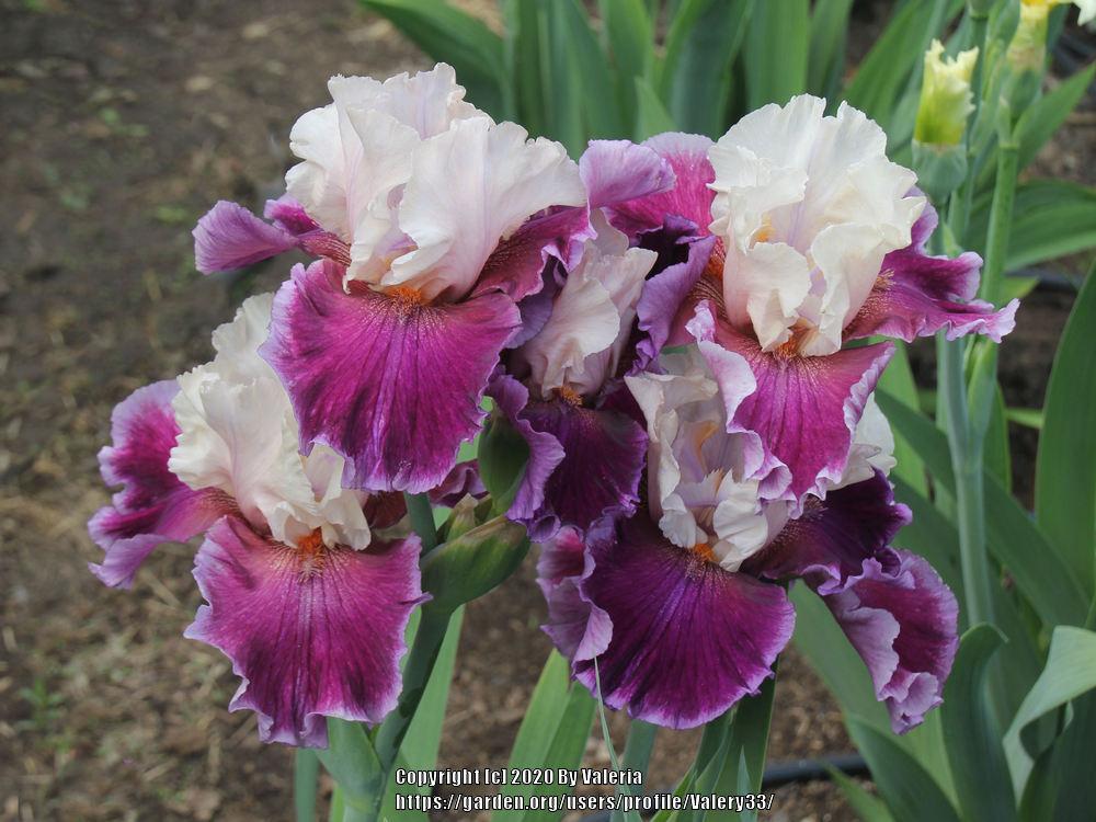 Photo of Tall Bearded Iris (Iris 'Sweet Seduction') uploaded by Valery33
