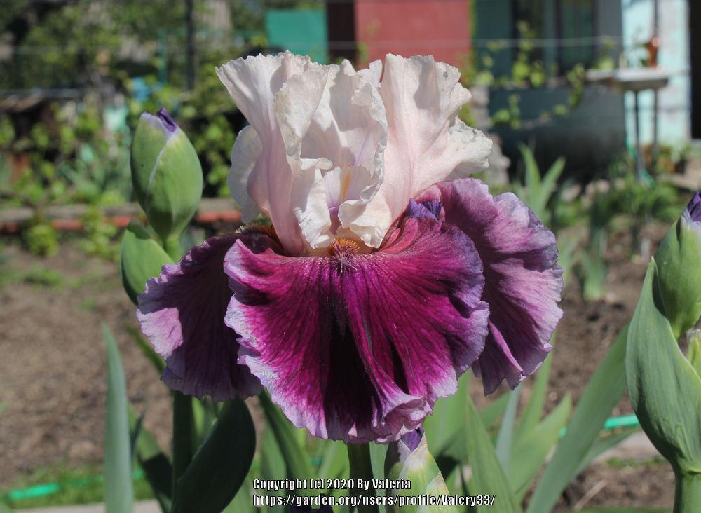 Photo of Tall Bearded Iris (Iris 'Sweet Seduction') uploaded by Valery33