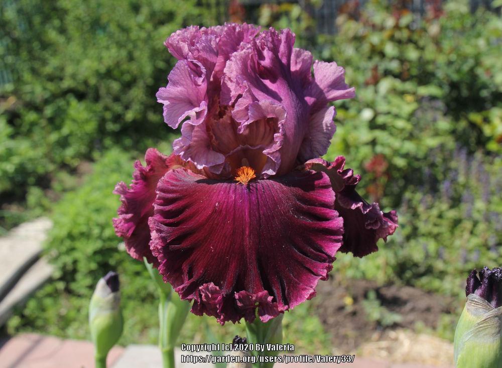 Photo of Tall Bearded Iris (Iris 'Rarer than Rubies') uploaded by Valery33