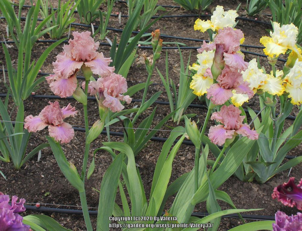 Photo of Tall Bearded Iris (Iris 'Sweetly Sung') uploaded by Valery33