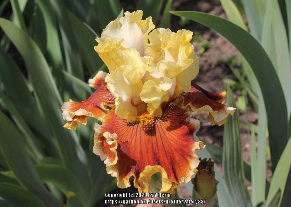 Photo of Tall Bearded Iris (Iris 'Seasons in the Sun') uploaded by Valery33