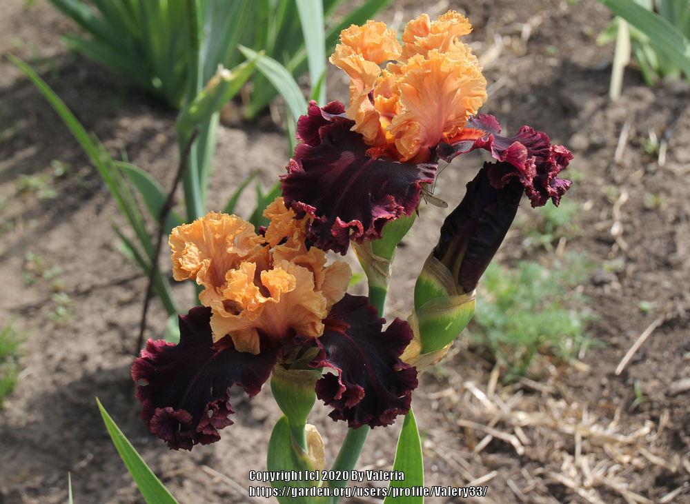 Photo of Tall Bearded Iris (Iris 'Toronto') uploaded by Valery33