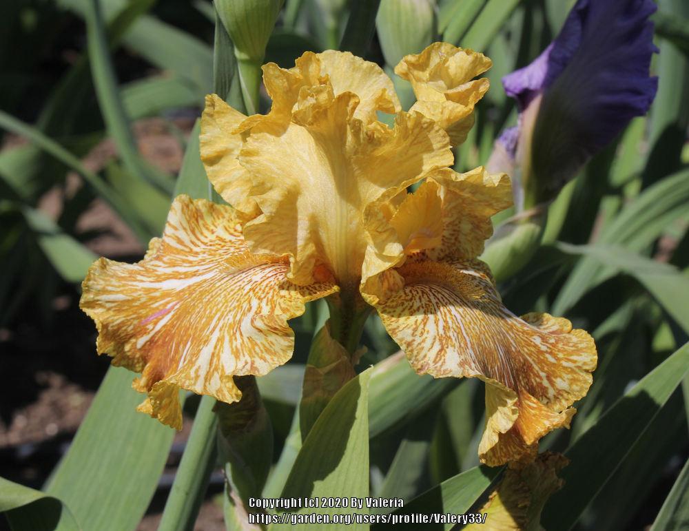 Photo of Tall Bearded Iris (Iris 'Tiger Honey') uploaded by Valery33