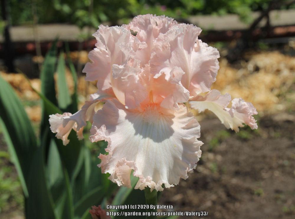 Photo of Tall Bearded Iris (Iris 'Taylor Louise') uploaded by Valery33