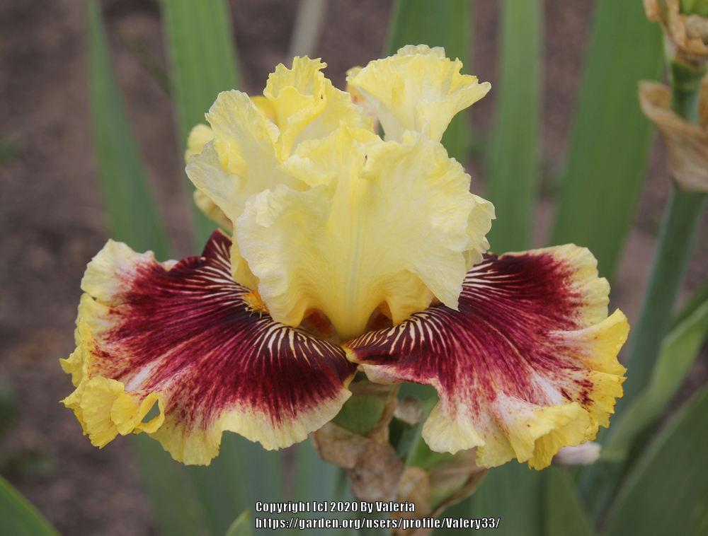 Photo of Tall Bearded Iris (Iris 'Rogue Trader') uploaded by Valery33