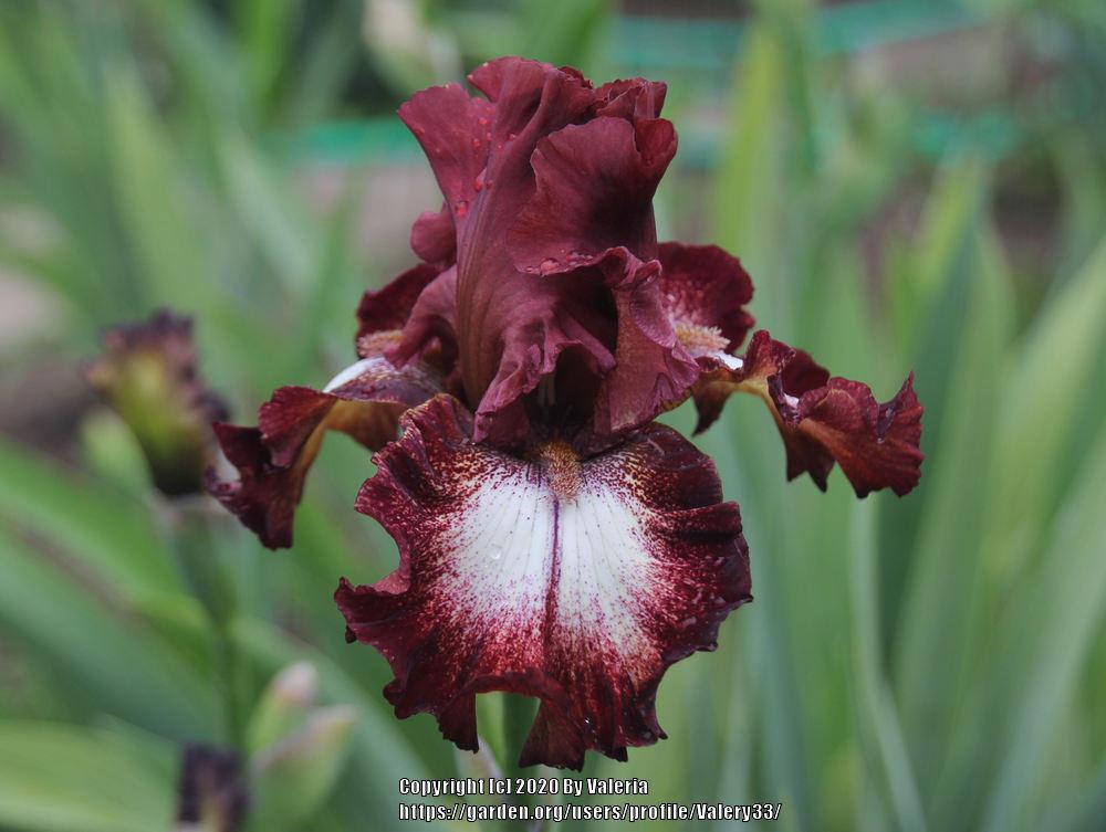 Photo of Tall Bearded Iris (Iris 'Spice Lord') uploaded by Valery33