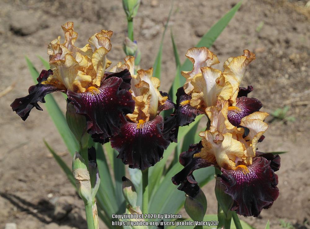 Photo of Tall Bearded Iris (Iris 'Rum and Coke') uploaded by Valery33
